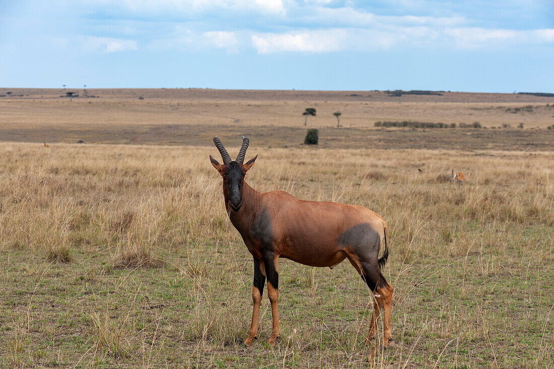 Porträt eines Topi, Damaliscus lunatus, in einem weiten Grasland. Masai Mara-Nationalreservat, Kenia.