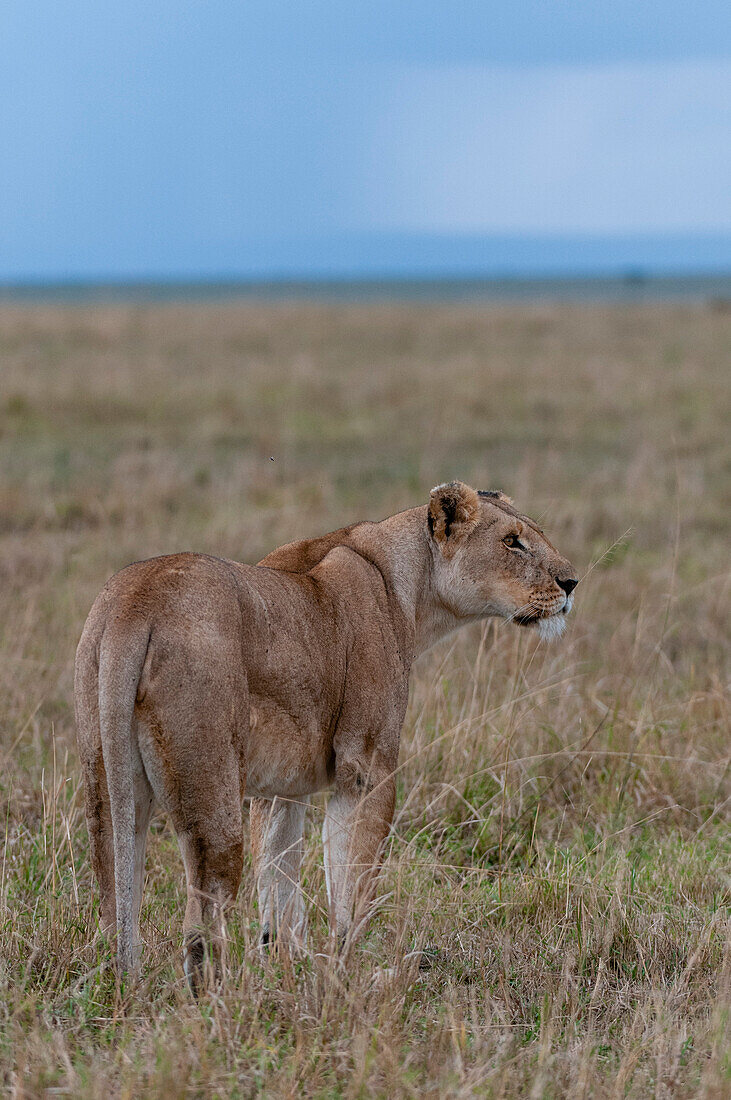 A lioness, Panthera leo, surveying the savanna. Masai Mara National Reserve, Kenya.