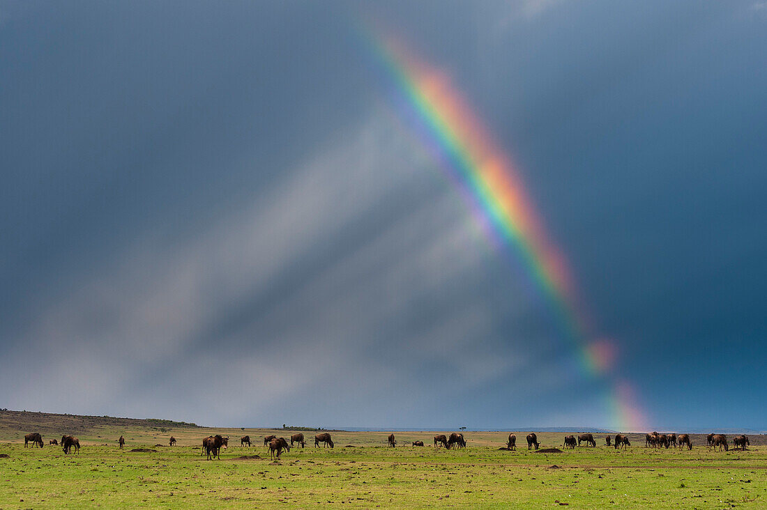Eine Herde von Gnus, Connochaetes taurinus, weidet unter einem stürmischen Himmel mit einem Regenbogen. Masai Mara Nationalreservat, Kenia.