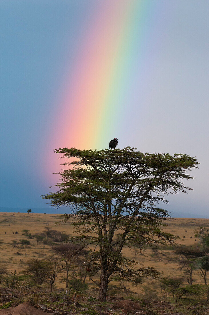 Ein Lappengeier, Torgos tracheliotos, in einem Akazienbaum unter einem stürmischen Himmel mit einem Regenbogen. Masai Mara-Nationalreservat, Kenia.
