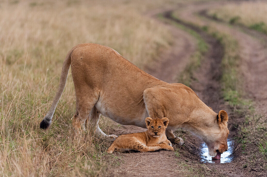 Eine Löwin, Panthera leo, und ihr Junges trinken Wasser, das sich in einer Reifenspur angesammelt hat. Masai Mara-Nationalreservat, Kenia.