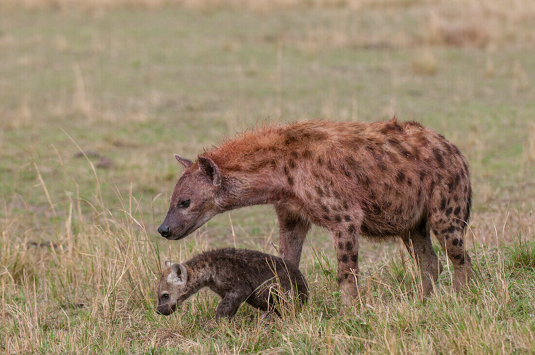 A spotted hyena, Crocuta crocuta, with her cub. Masai Mara National Reserve, Kenya.