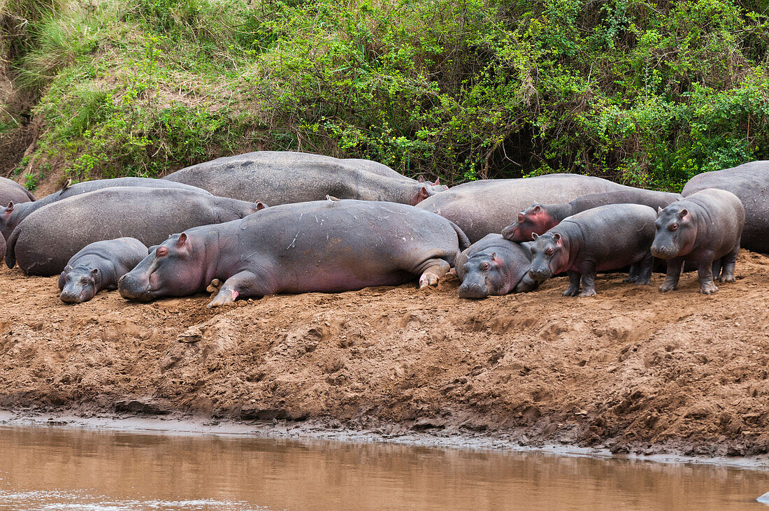 Hippopotamuses, Hippopotamus amphibius, and calves resting on the banks of a pool. Masai Mara National Reserve, Kenya.