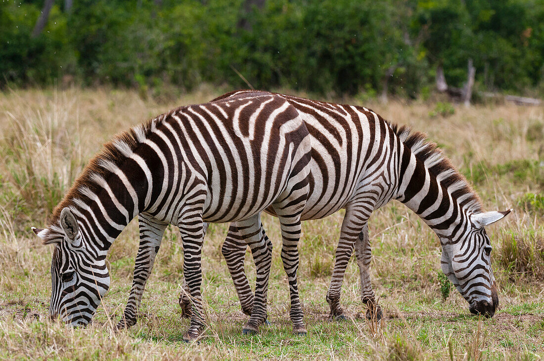 A unique portrait of two plains zebras, Equus quagga, grazing. Masai Mara National Reserve, Kenya.