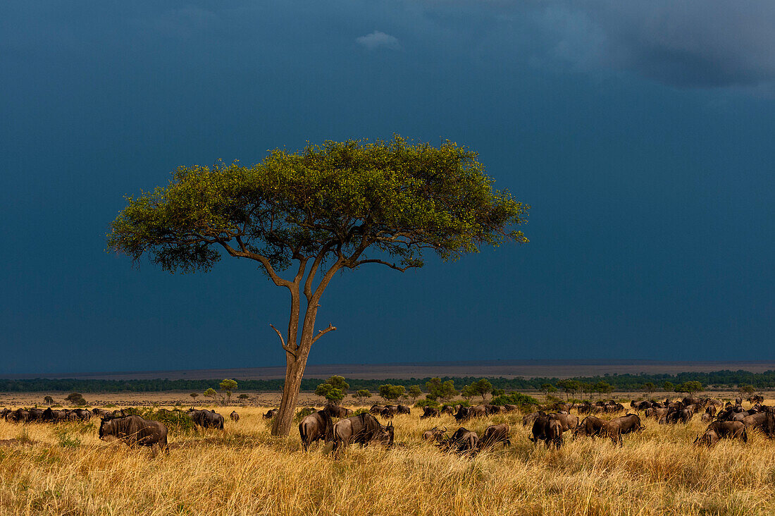 Eine Herde von Gnus, Connochaetes taurinus, die unter einem stürmischen Himmel grasen. Masai Mara Nationalreservat, Kenia.