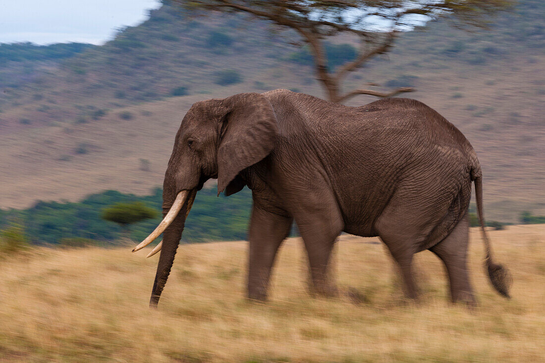 Ein afrikanischer Elefant, Loxodonta africana, läuft durch die Savanne. Masai Mara Nationalreservat, Kenia.