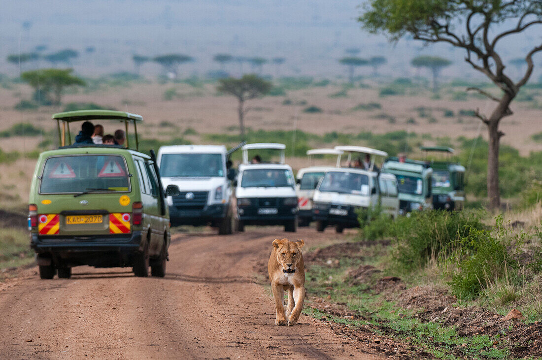 Tourists in safari vehicles following a lioness, Panthera leo, down a dirt road. Masai Mara National Reserve, Kenya.