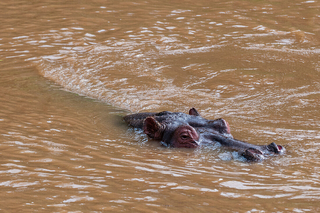 Ein Flusspferd, Hippopotamus amphibius, in einem Wasserbecken. Masai Mara Nationalreservat, Kenia.