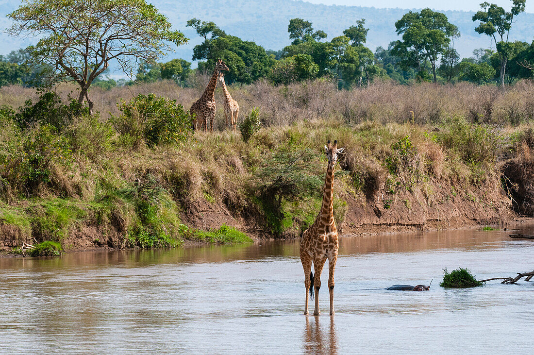 A Masai giraffe, Giraffa camelopardalis, crossing the Mara River, as two others wait on the river bank. Mara River, Masai Mara National Reserve, Kenya.