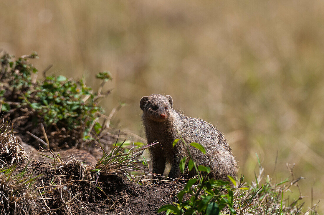 Portrait of a banded mongoose, Mungos mungo. Masai Mara National Reserve, Kenya.