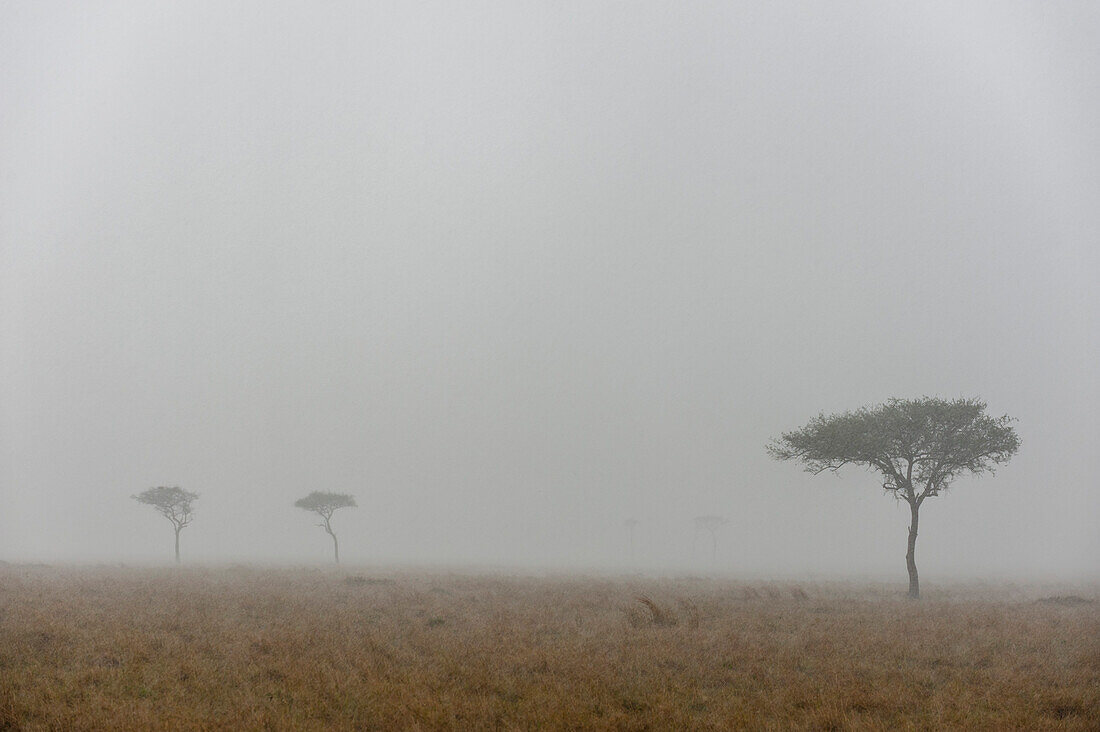 A heavy rainstorm and acacia trees on the Masai Mara plains. Masai Mara National Reserve, Kenya.