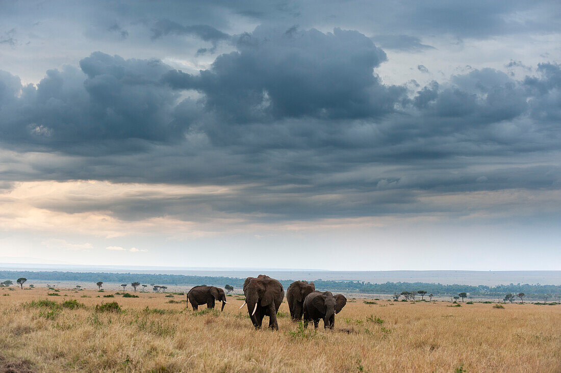 Afrikanische Elefanten, Loxodonta africana, wandern in der Savanne unter einem wolkenverhangenen Himmel. Masai Mara-Nationalreservat, Kenia.