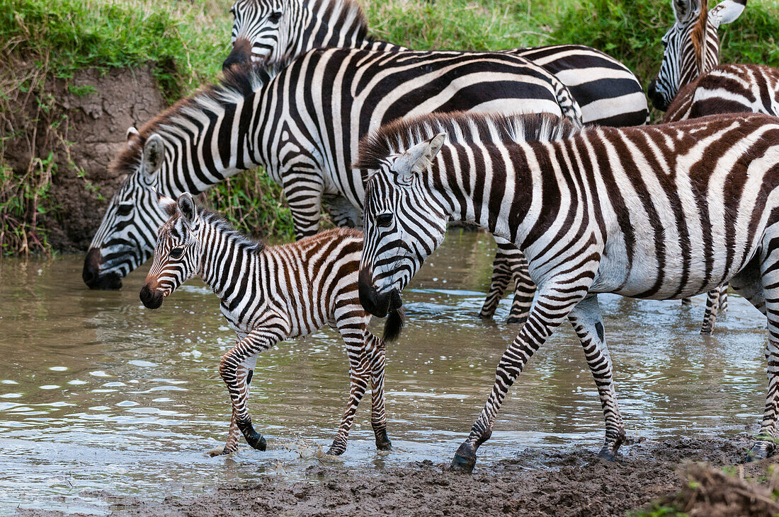 Steppenzebras, Equus quagga, und ein Jungtier am Wasserloch. Masai Mara-Nationalreservat, Kenia.