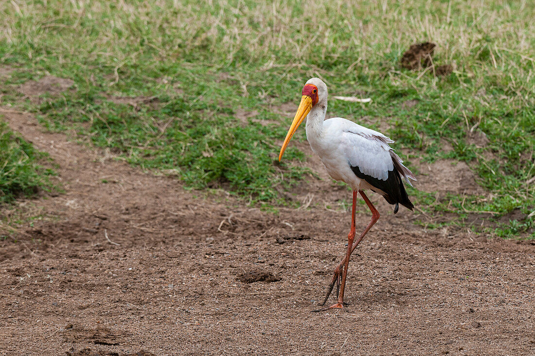 Porträt eines Gelbschnabelstorchs, Mycteria ibis, beim Spaziergang. Masai Mara-Nationalreservat, Kenia.