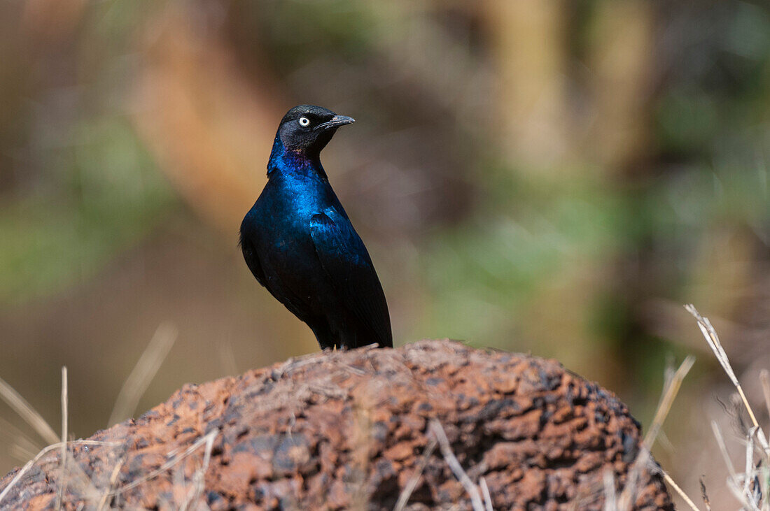 Porträt eines Ruppell-Glanzsterns, Lamprotornis purpuropterus. Masai Mara-Nationalreservat, Kenia.