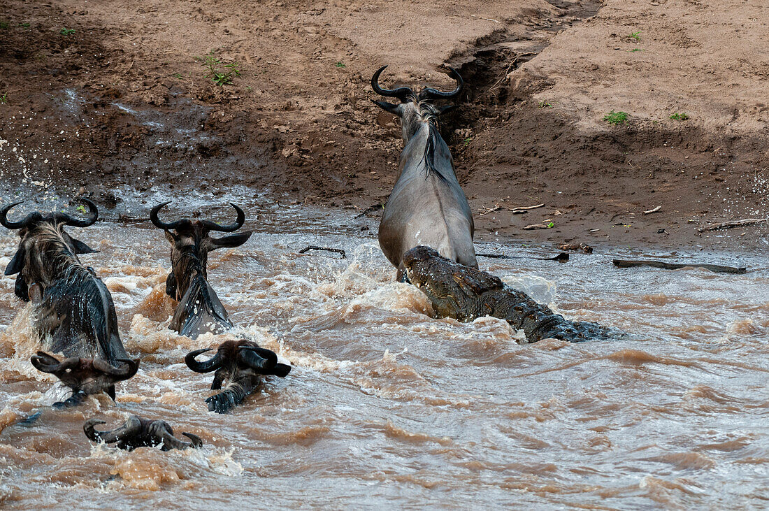 Ein Nilkrokodil, Crocodilus niloticus, greift ein Gnu, Connochaetes taurinus, an, das einen Fluss überquert. Mara-Fluss, Masai Mara National Reserve, Kenia.