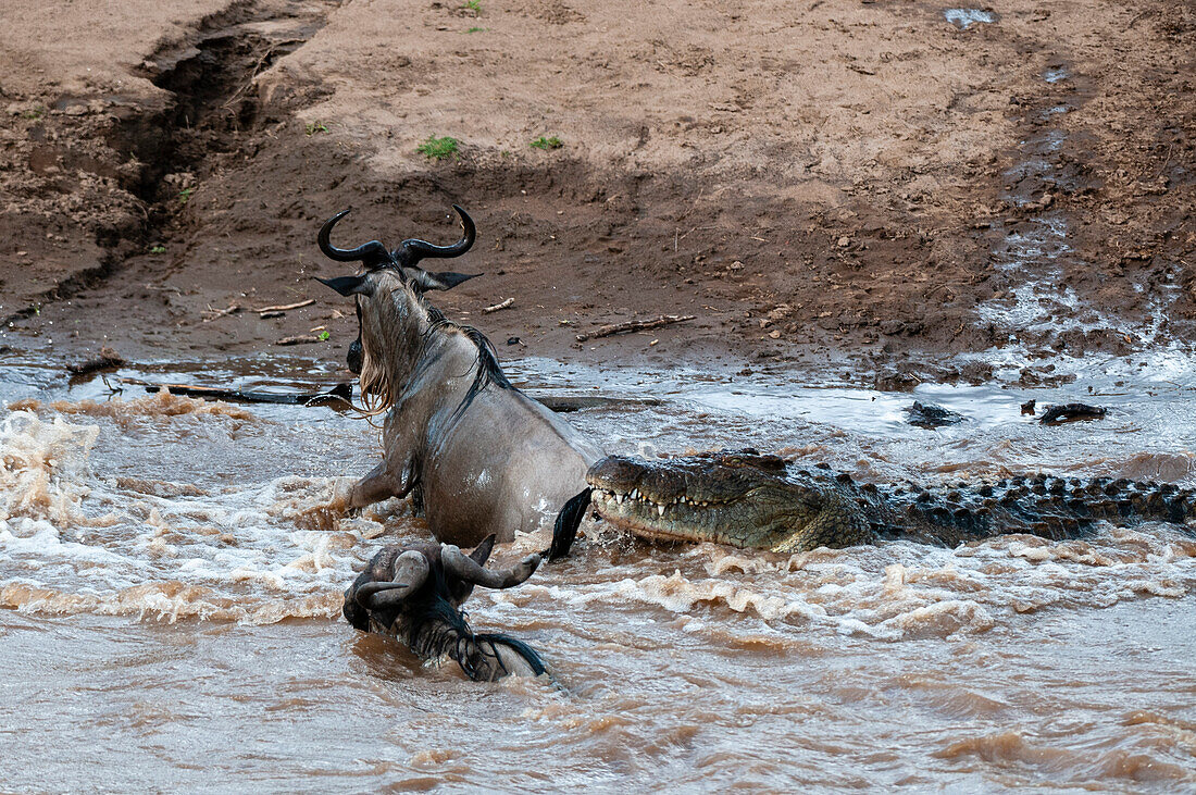 A Nile crocodile, Crocodilus niloticus, attacking a wildebeest, Connochaetes taurinus, crossing the Mara River. Mara River, Masai Mara National Reserve, Kenya.