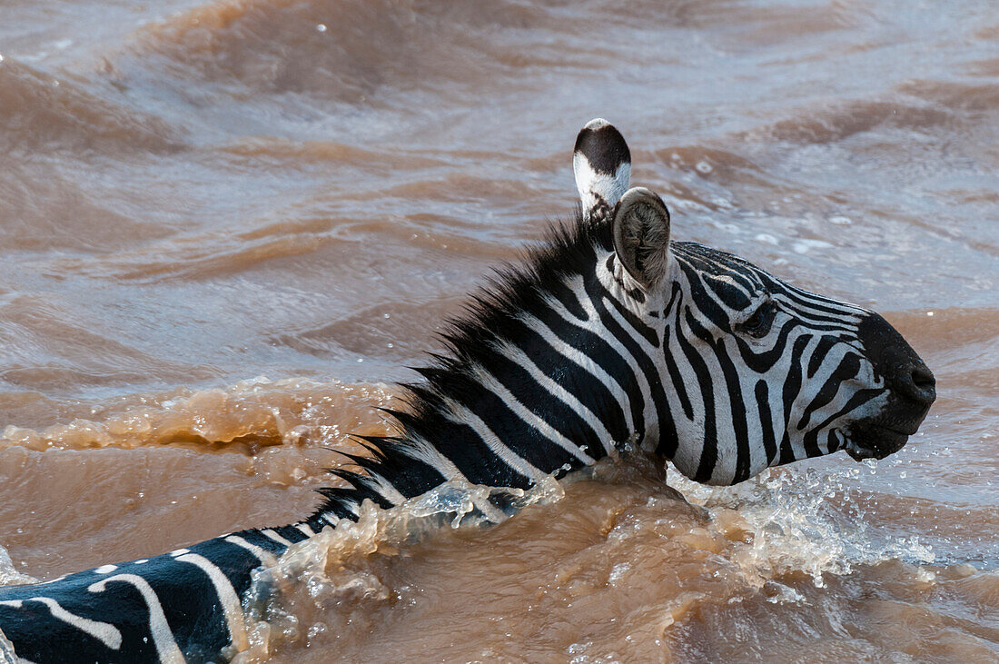 A plains zebra, Equus quagga, crossing the Mara River. Mara River, Masai Mara National Reserve, Kenya.