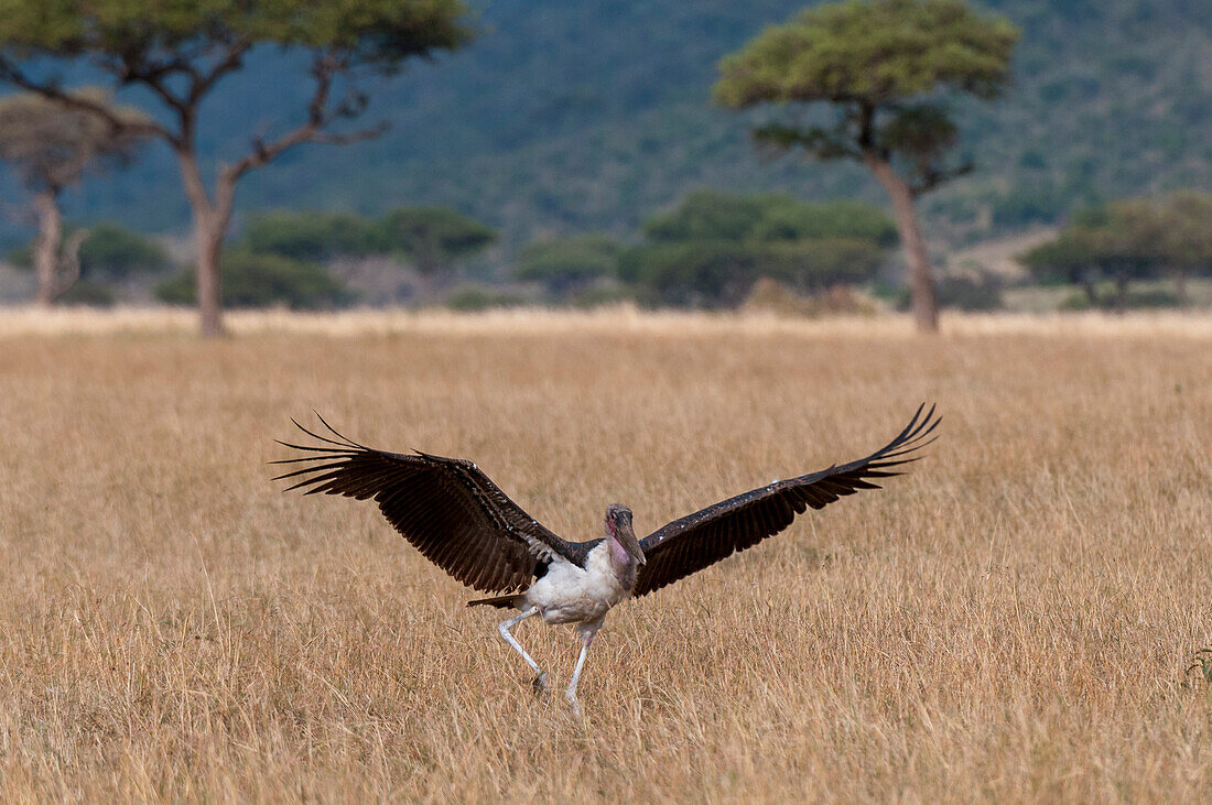 Ein Marabu-Storch, Leptoptilos crumeniferus, landet im hohen Savannengras. Masai Mara-Nationalreservat, Kenia.