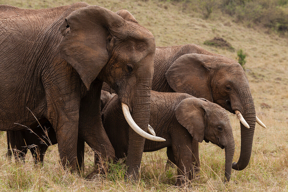 Afrikanische Elefanten, Loxodonta africana, grasen Seite an Seite. Masai Mara Nationalreservat, Kenia.