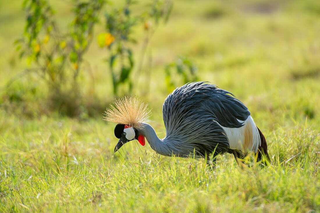 Ein Graukronenkranich, Balearica regulorum gibbericeps, auf der Suche nach Insekten im Gras. Amboseli-Nationalpark, Kenia, Afrika.