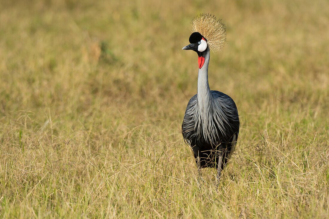 Ein Graukronenkranich, Balearica regulorum gibbericeps, im Gras. Amboseli-Nationalpark, Kenia, Afrika.