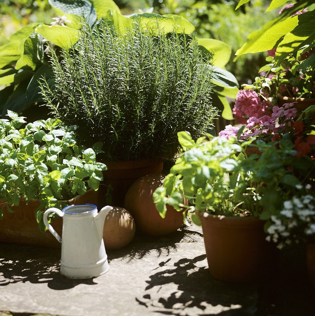 Fresh Herbs in Large Flower Pots