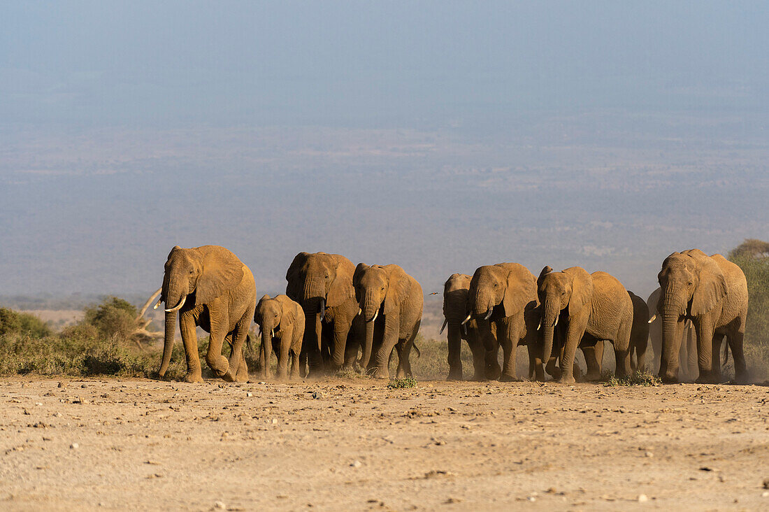 Herde afrikanischer Elefanten, Loxodonta africana, beim Wandern in den Ebenen des Amboseli-Nationalparks. Amboseli-Nationalpark, Kenia, Afrika.