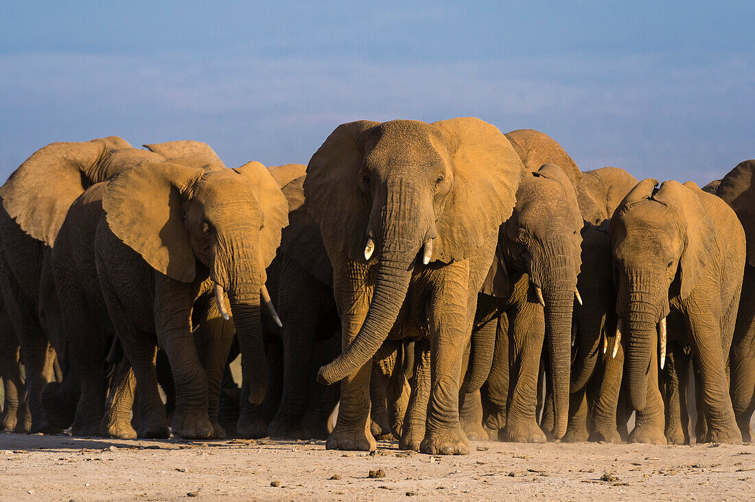 Herde afrikanischer Elefanten, Loxodonta africana, beim Wandern in den Ebenen des Amboseli-Nationalparks. Amboseli-Nationalpark, Kenia, Afrika.