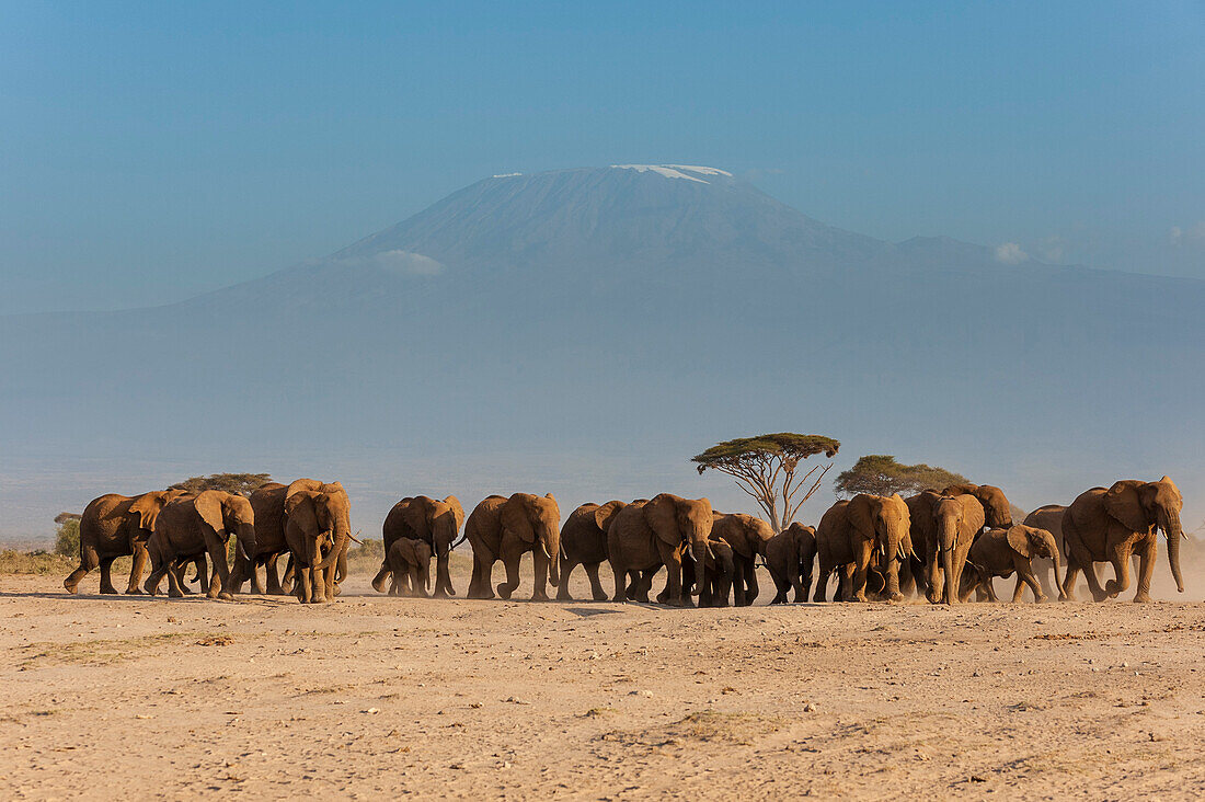 Herde afrikanischer Elefanten, Loxodonta africana, mit dem Kilimandscharo im Hintergrund. Amboseli-Nationalpark, Kenia, Afrika.