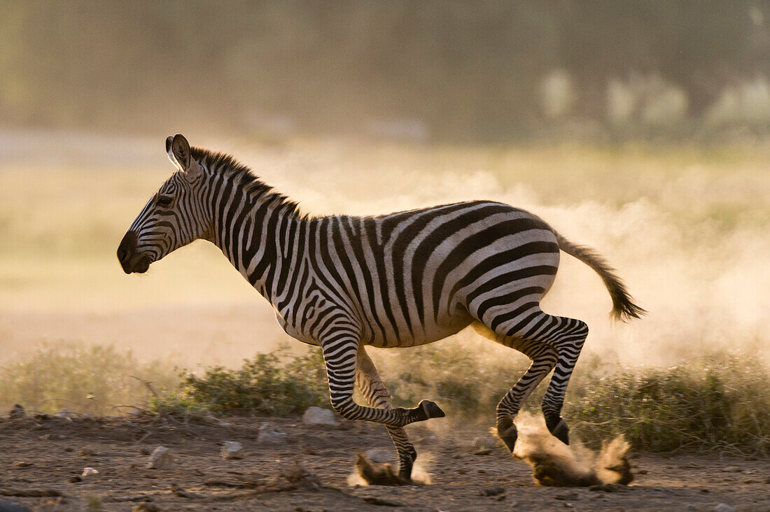 Common zebras, Equus quagga, running in Amboseli National Park. Amboseli National Park, Kenya, Africa.