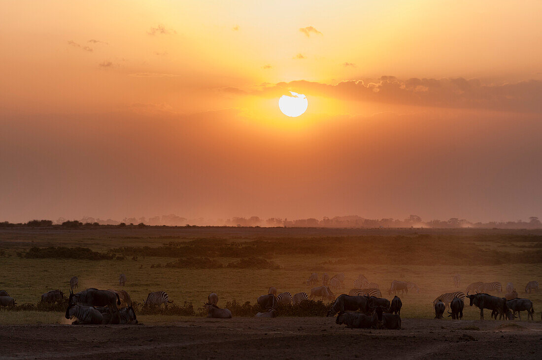 Gnus, Connochaetes taurinus, und Zebras, Equus quagga, beim Grasen während des Sonnenuntergangs. Amboseli-Nationalpark, Kenia, Afrika.