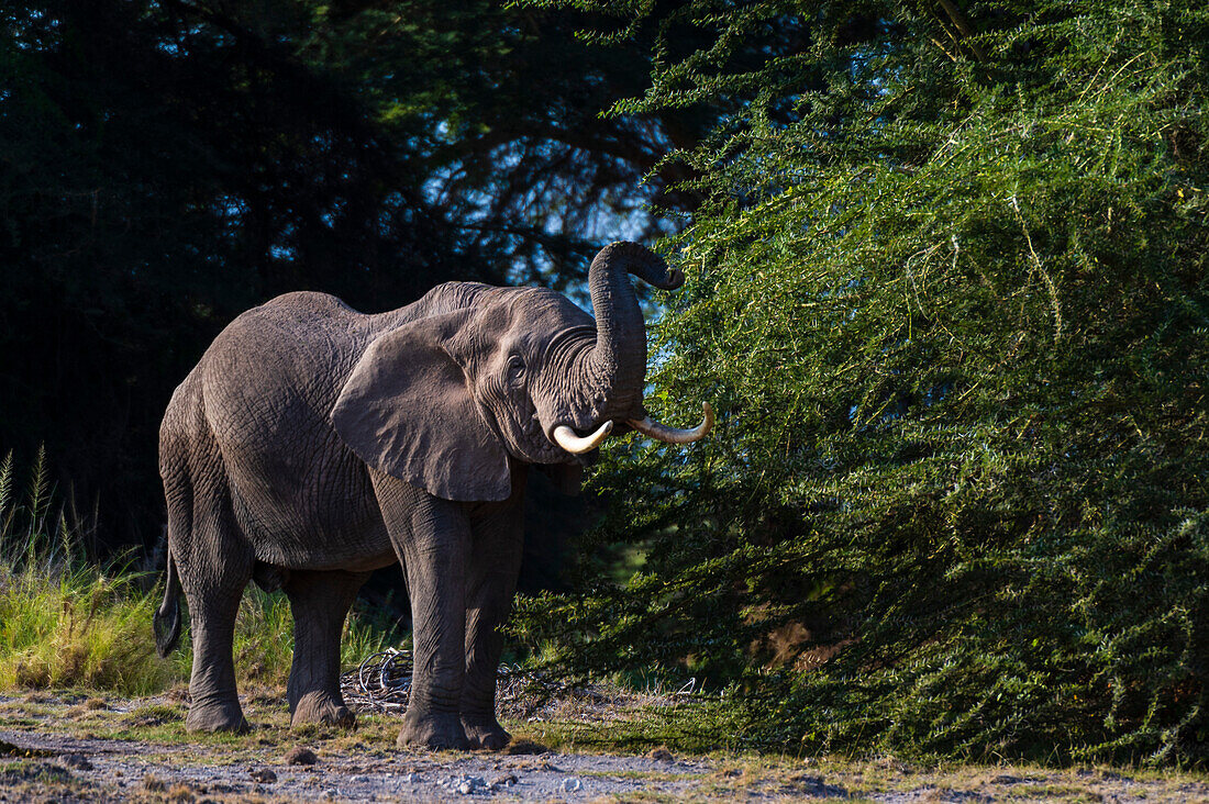 An African elephant, Loxodonta africana, feeding on tree leaves. Amboseli National Park, Kenya, Africa.