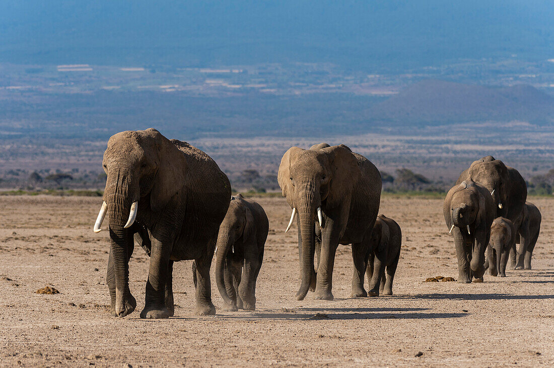 Herde afrikanischer Elefanten, Loxodonta africana, beim Wandern in den Ebenen von Amboseli. Amboseli-Nationalpark, Kenia, Afrika.