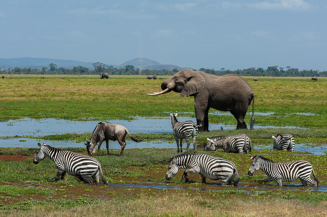 An African elephant, Loxodonta africana, common zebras, Equus quagga, and a wildebeest, Connochaetes taurinus, drinking at a waterhole. Amboseli National Park, Kenya, Africa.