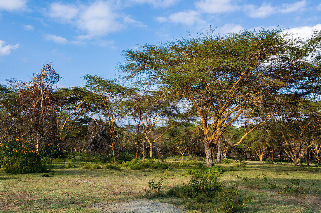 Acacia trees forest.