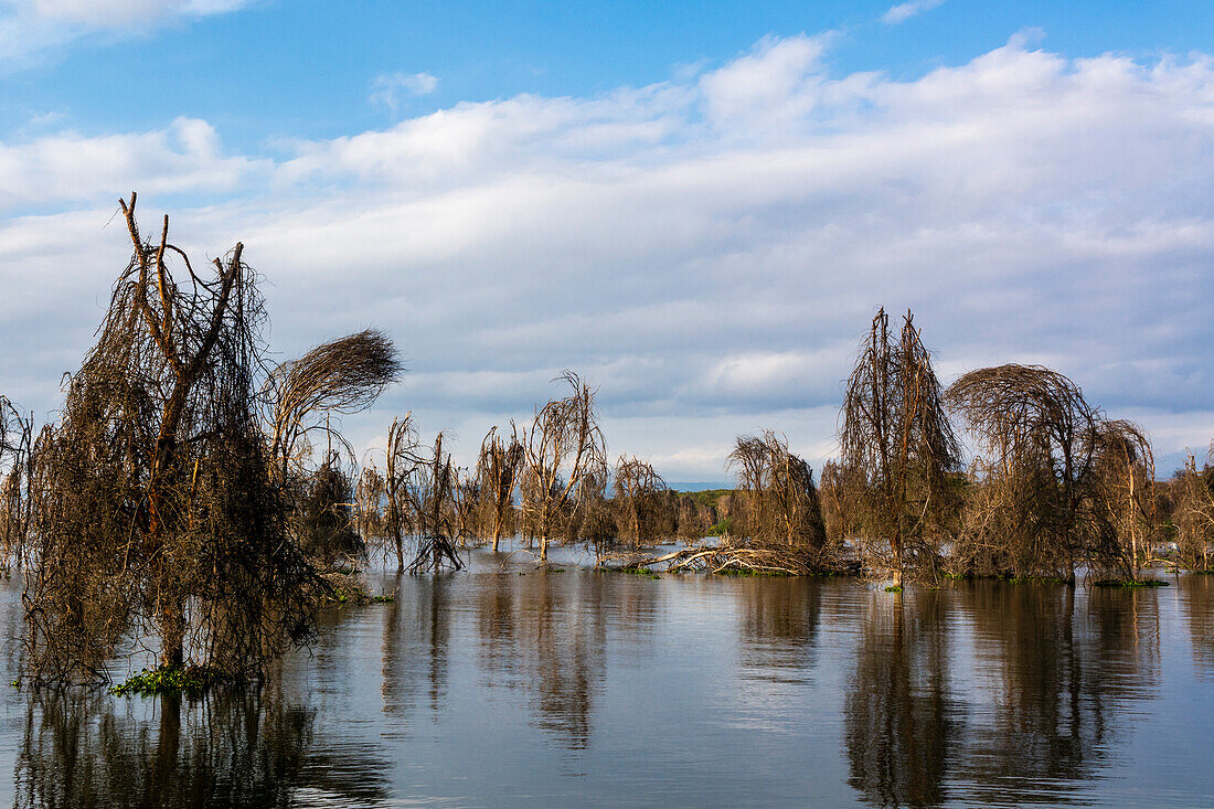 Trees on lake Naivasha.