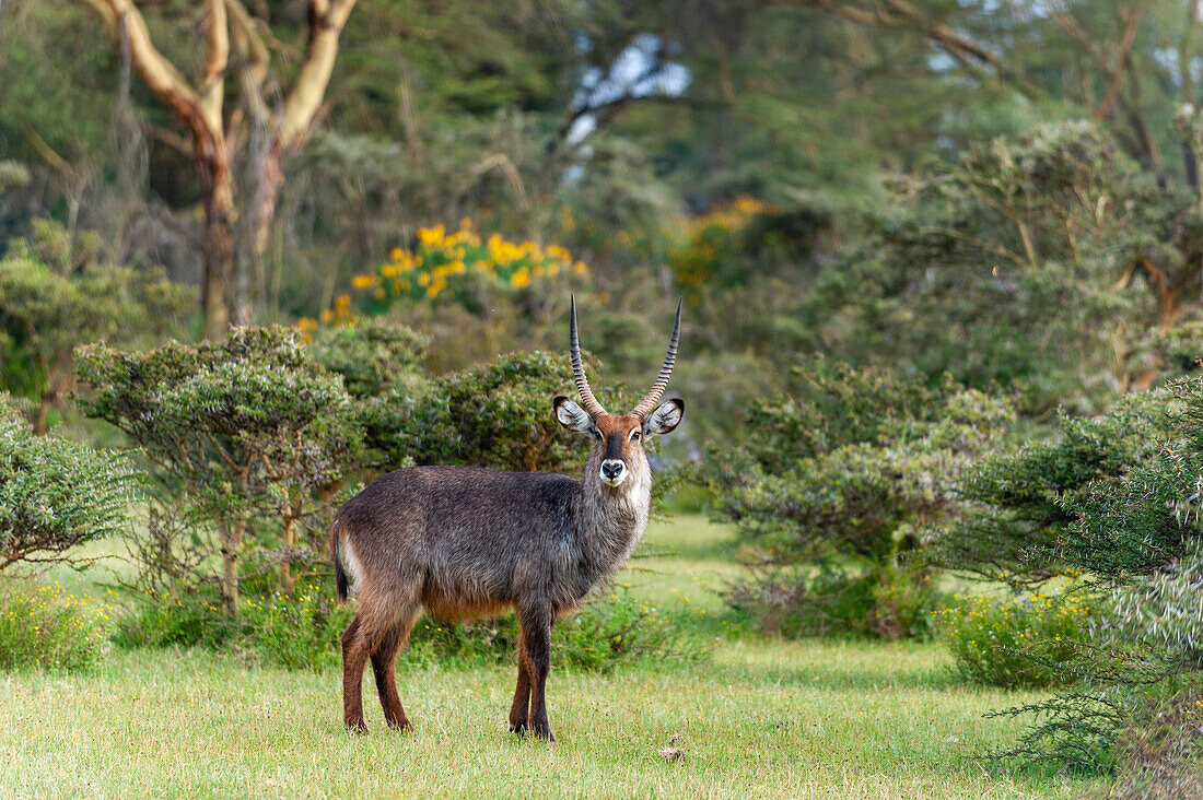 A Waterbuck, Kobus ellipsiprymnus, looking at the camera. Kenya, Africa.