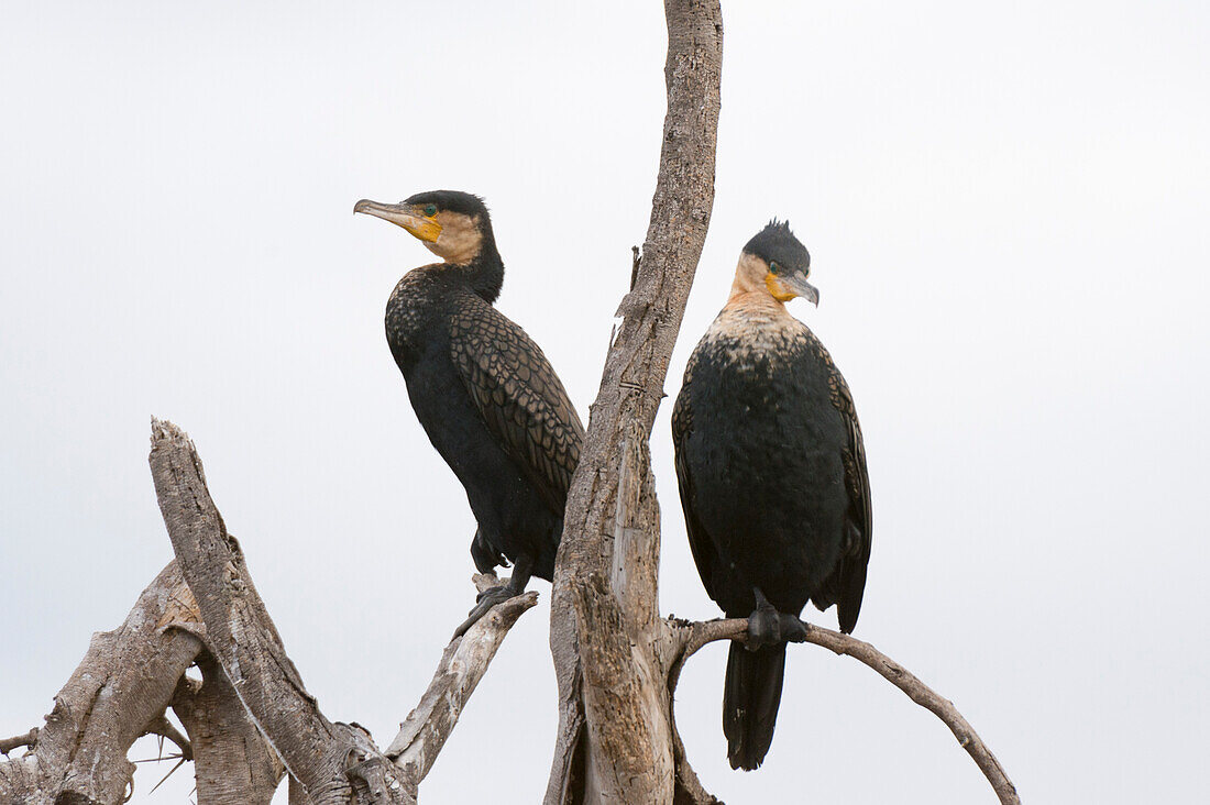 Zwei Kormorane, Phalocrocorax carbo, sitzen auf einem trockenen Baumzweig. Kenia, Afrika.