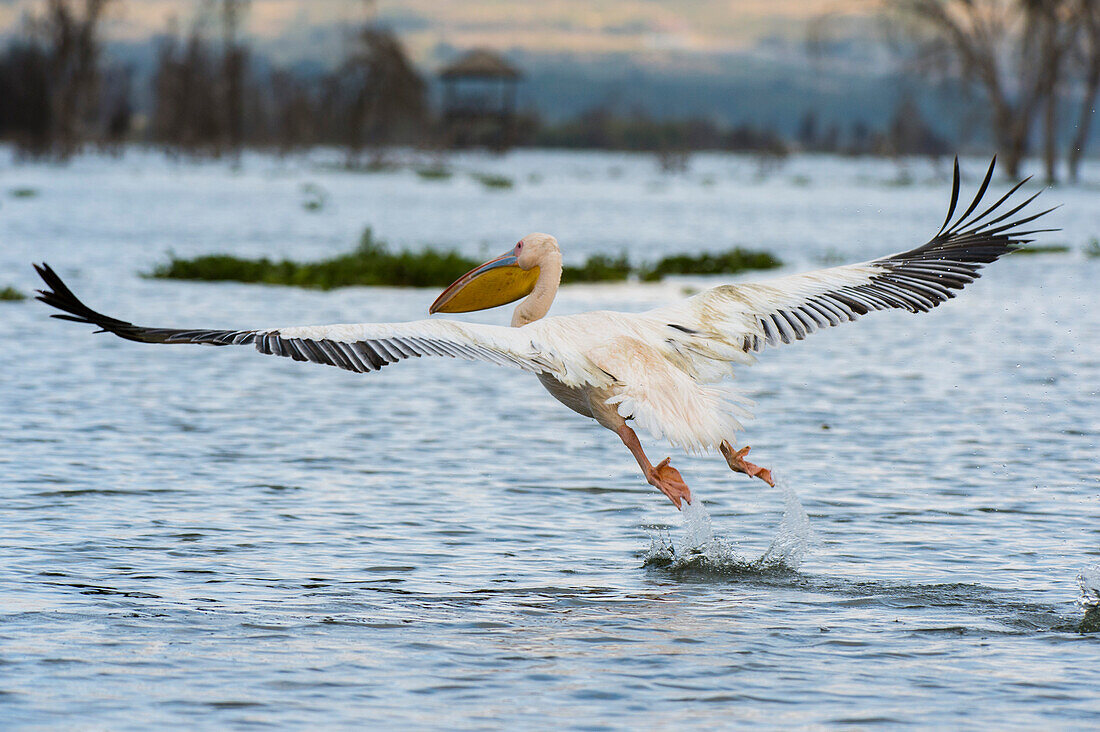 Ein Weißer Pelikan, Pelecanus onocrotalus, hebt von einem See ab. Kenia, Afrika.