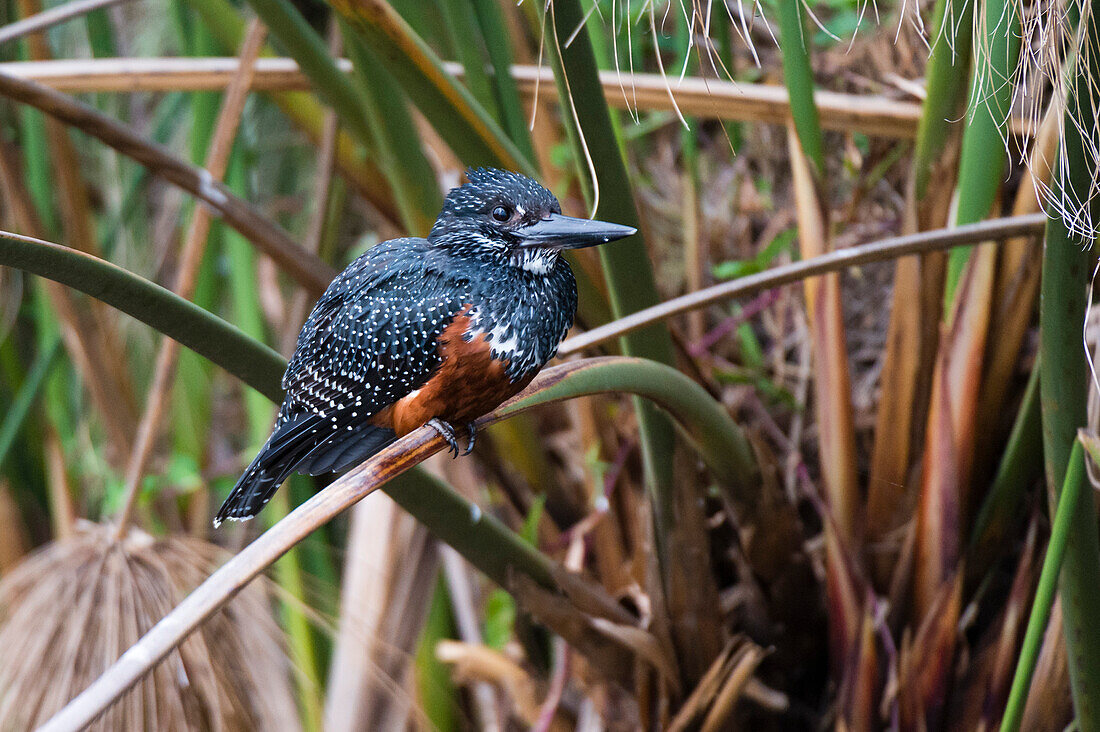 Ein Rieseneisvogel, Megaceryle maxima, auf dem Stängel einer Pflanze. Kenia, Afrika.