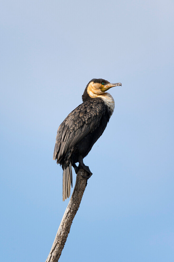 Ein Großer Kormoran, Phalocrocorax carbo, sitzt auf einem Baumast. Kenia, Afrika.