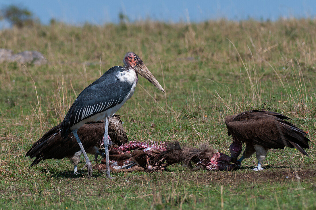 A marabou stork, Leptoptilos crumeniferus, and two vultures, Gyps species, at a mammal carcass. Masai Mara National Reserve, Kenya.
