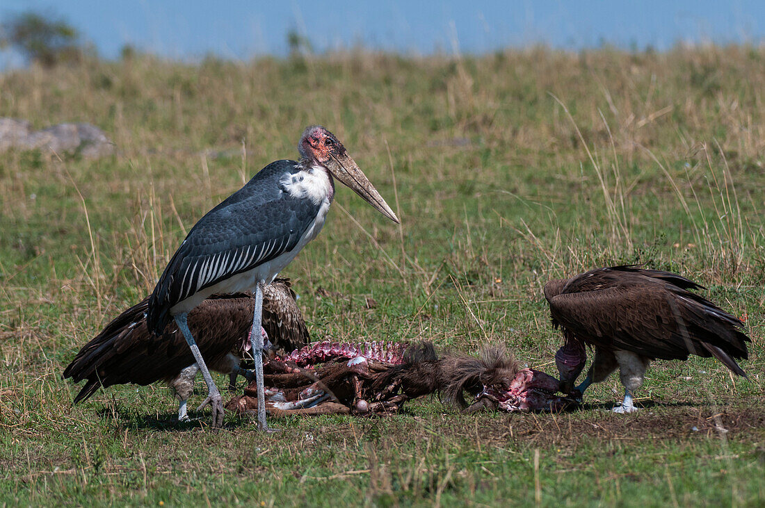 Ein Marabu-Storch, Leptoptilos crumeniferus, und zwei Geier, Gyps-Arten, an einem Säugetierkadaver. Masai Mara Nationalreservat, Kenia.