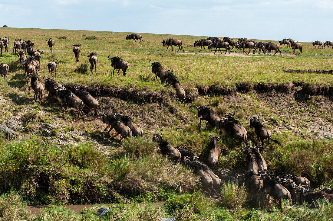 Eine Herde von Gnus, Connochaetes taurinus, klettert ein Flussufer hinauf. Masai Mara Nationalreservat, Kenia.