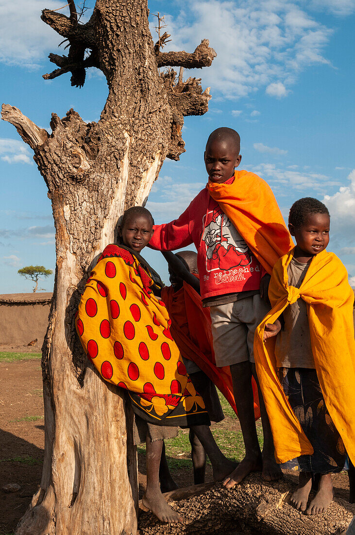 Portrait of Masai boys gathered around and old tree snag. Masai Mara National Reserve, Kenya.