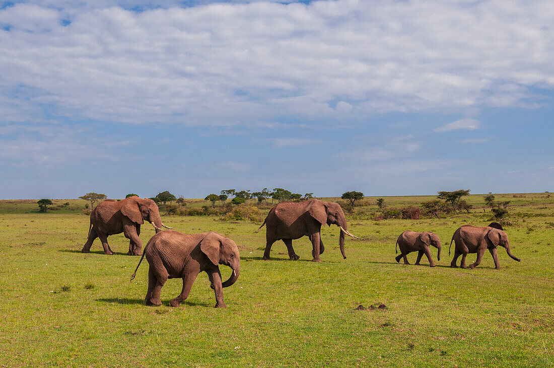 Afrikanische Elefanten und Kälber, Loxodonta africana, beim Spaziergang in der Savanne. Masai Mara Nationalreservat, Kenia.