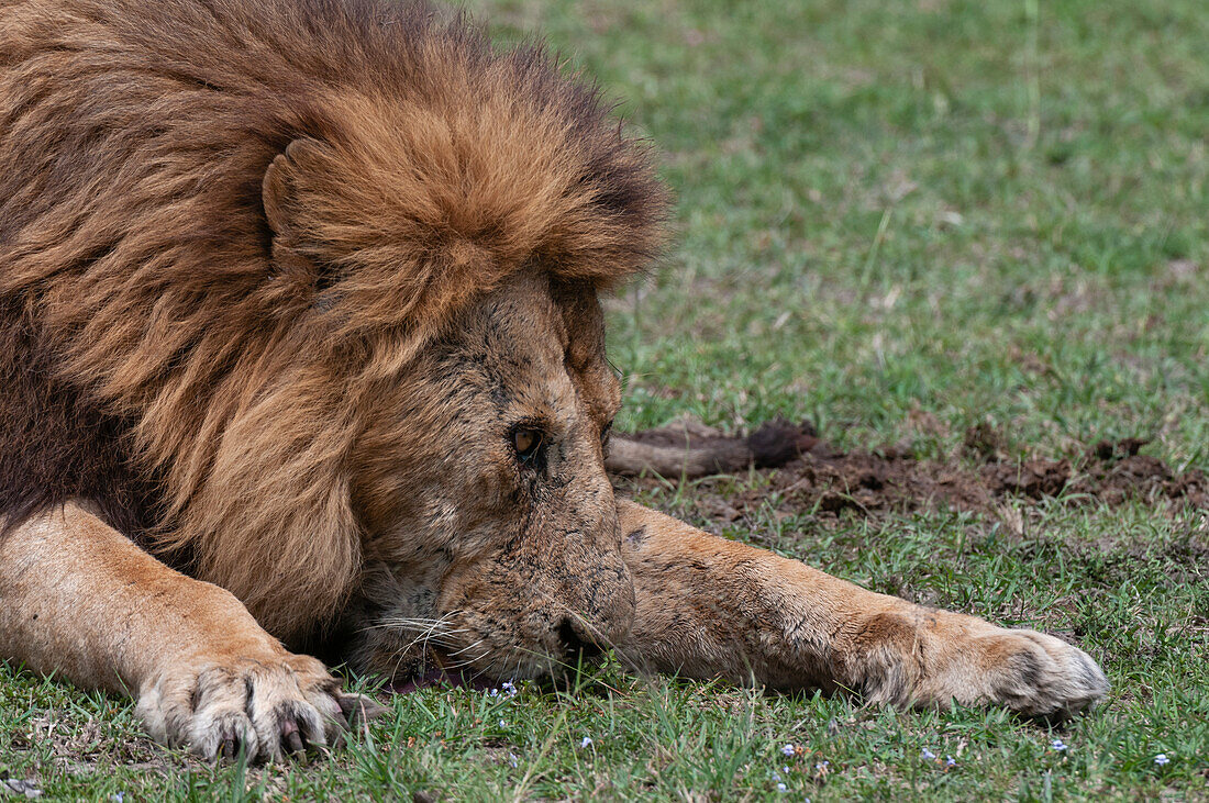 Close up portrait of an old male lion, Panthera leo, resting. Masai Mara National Reserve, Kenya.