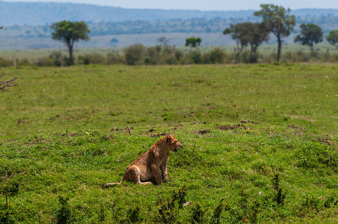 Ein Löwenjunges, Panthera leo, in einer Savannenlandschaft. Masai Mara-Nationalreservat, Kenia.
