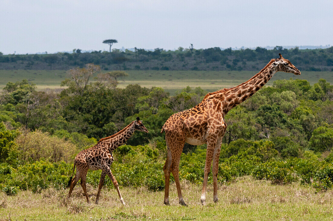 Eine junge Masai-Giraffe, Giraffa camelopardalis, folgt ihrer Mutter. Masai Mara-Nationalreservat, Kenia.